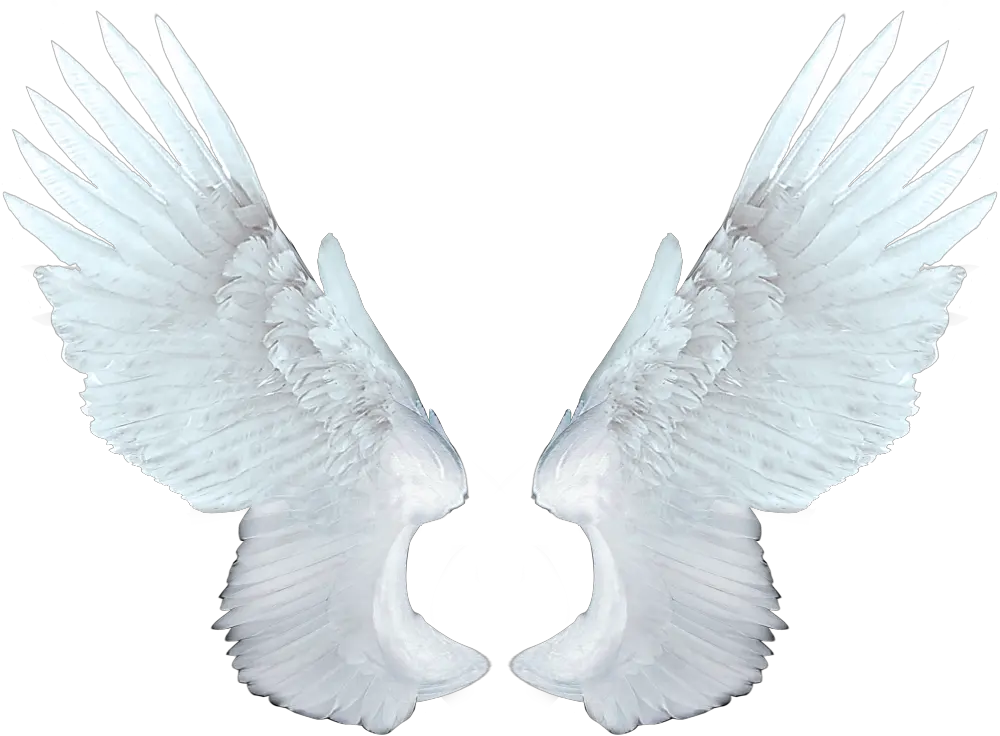  Download Free Png White Angel Wings Animation Of Angel Wings Wings Png