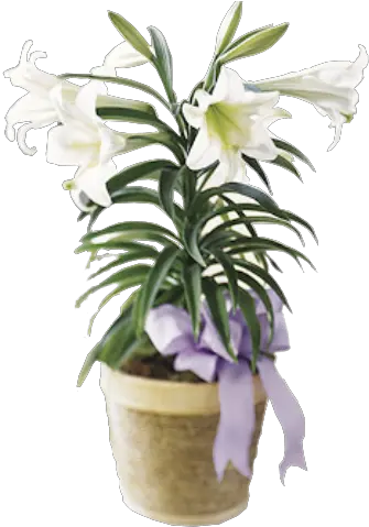  Easter Lilies Png Picture Easter Lily Plant Png Transparent Easter Lily Png