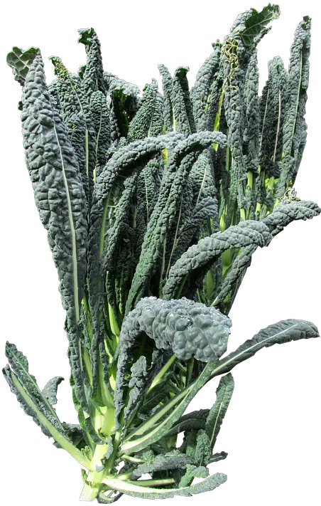  Vegetable Kale Free Photo On Pixabay Kale Plant Png Kale Png