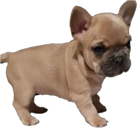  French Bulldog Puppy Png Images French Bulldog Puppy Png French Bulldog Png