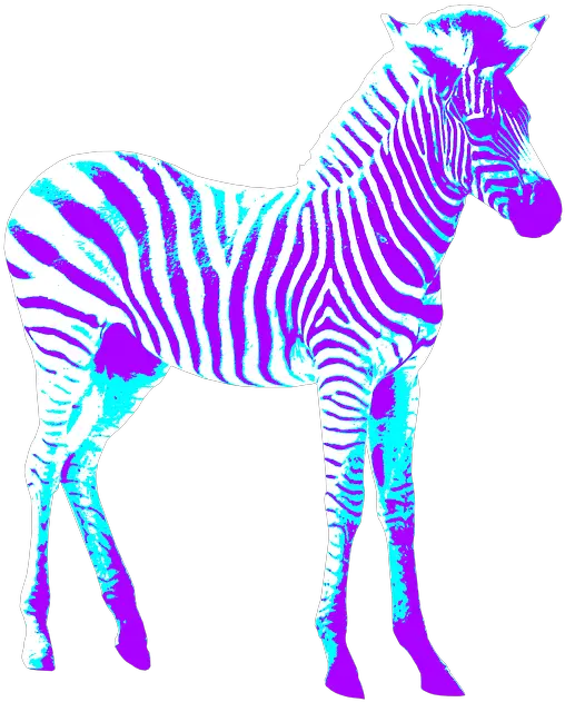  Zebra Colorful Art Zebra Png Zebra Png