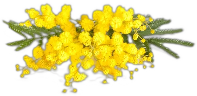  Ramo Mimosa Png Image Immagini 8 Marzo Gratis Mimosa Png