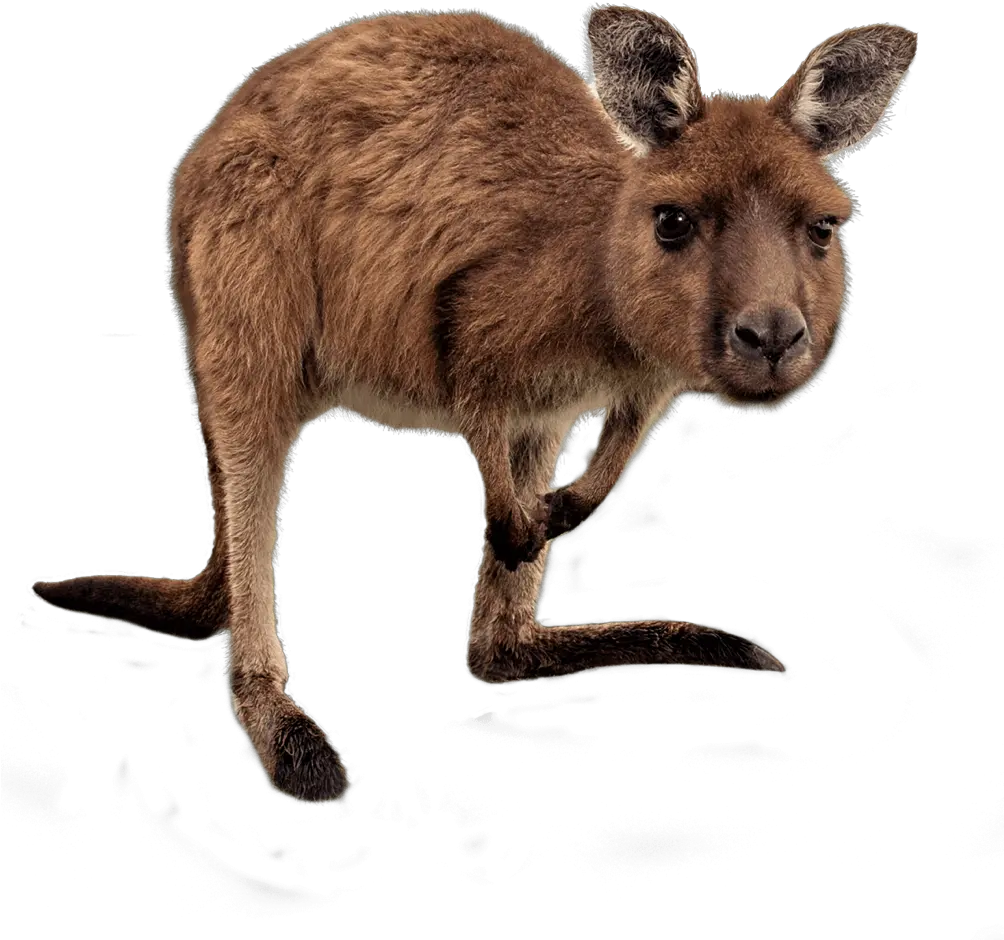  Joey Kangaroo Png Transparent Hd Photo Wallaby Png Kangaroo Transparent Background