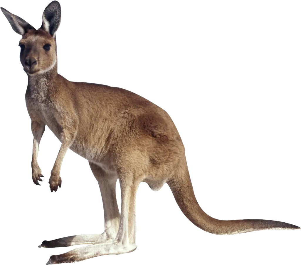  Kangaroo Png Image Without Background Kangaroo Png Kangaroo Transparent Background