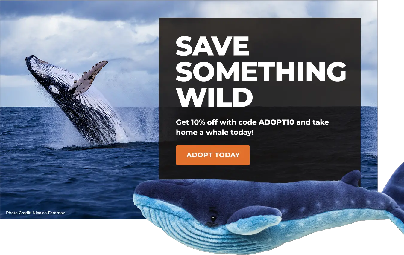  North Atlantic Right Whale Defenders Of Wildlife Portable Network Graphics Png Whale Png
