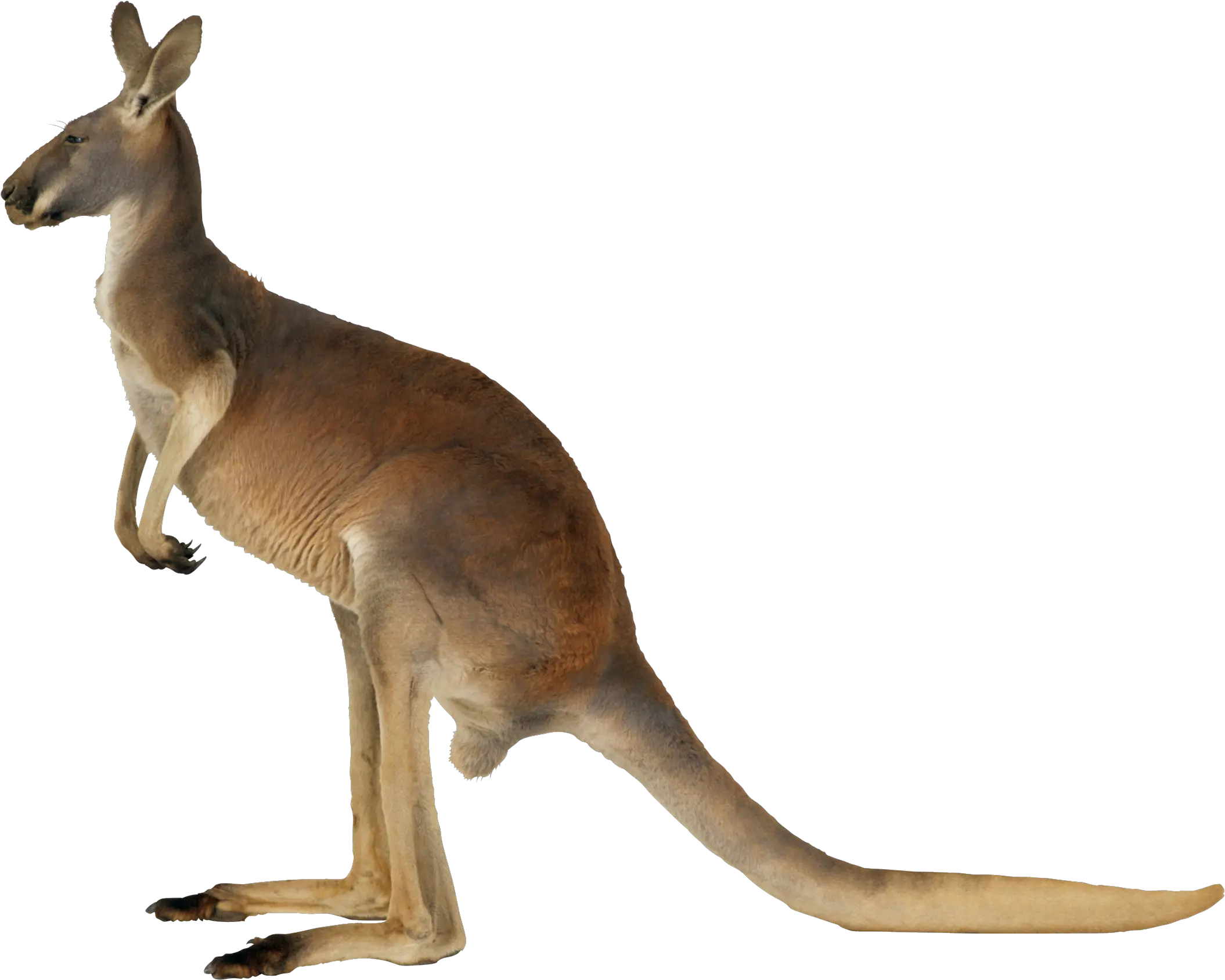  Download Kangaroo Png Image Kangaroo Png Kangaroo Transparent Background