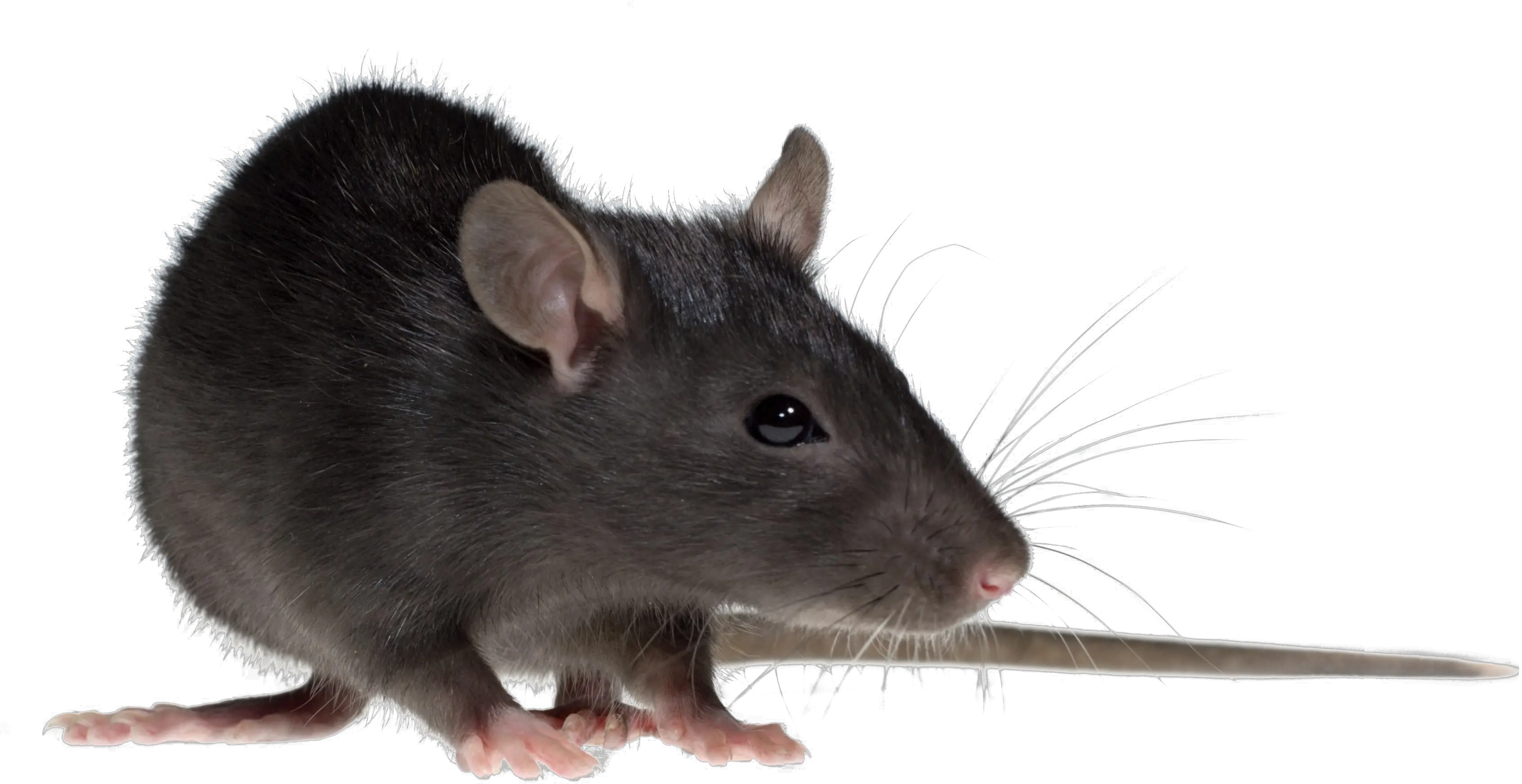  Download Hd Rat Png Image Dangerous Rat In The World Rat Transparent