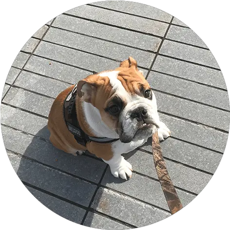  In Home Dog Sitter Dog Boarding In Weehawken Nj Dog Australian Bulldog Png Dog Sitting Png