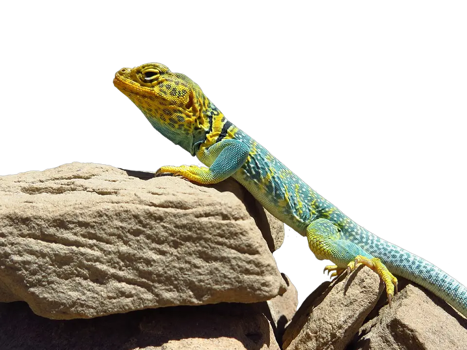  Collared Lizard Reptile Portrait Reptiles Zion National Park Png Lizard Transparent Background