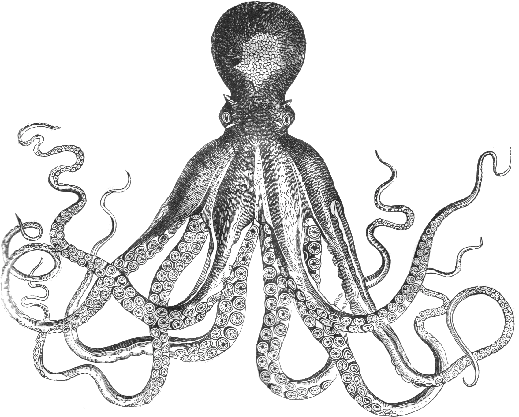  Worm Clipart Giant Picture Octopus Drawing Png Octopus Png