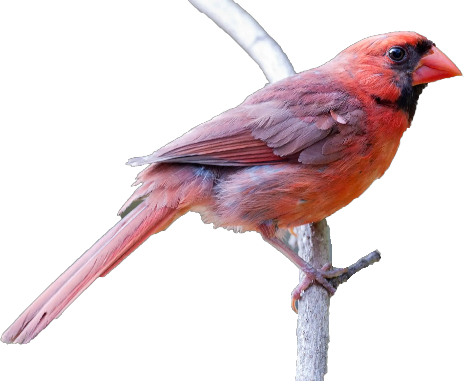  Northern Cardinal Transparent Cartoon Jingfm Northern Cardinal Transparent Png Cardinal Png