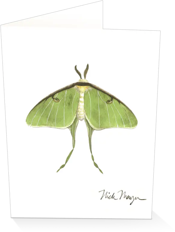  Download Sign Up And Get 10 Off Luna Moth Png Image With Luna Moth Moth Transparent Background