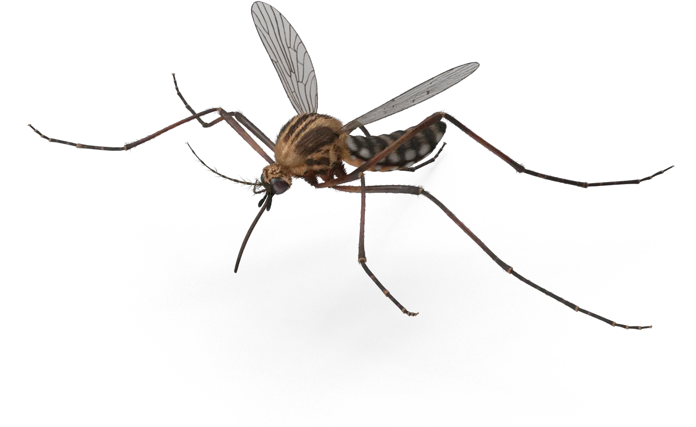  Download Freeuse Library Mosquito Transparent Background Flying Mosquito Png Mosquito Transparent