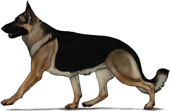  German Shepherd Transparent Image German Shepherd Art Png German Shepherd Png