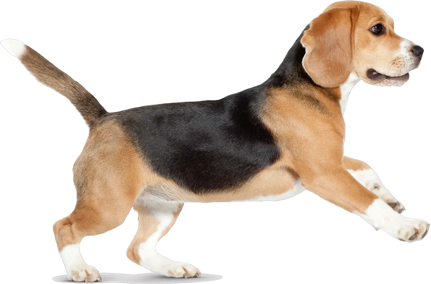  Beagle Siberian Husky Puppy Pet Sitting Dog Running Transparent Background Png Pet Png