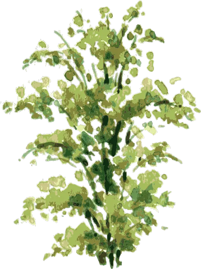  Download Clip Art Freeuse Library Shrub Drawing Shrub Transparent Watercolor Plant Png Shrub Transparent Background