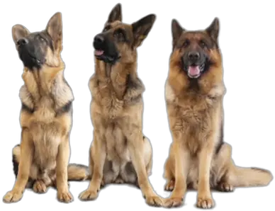  Donate Now Luosko Gsd Rescue Old German Shepherd Dog Png German Shepherd Png