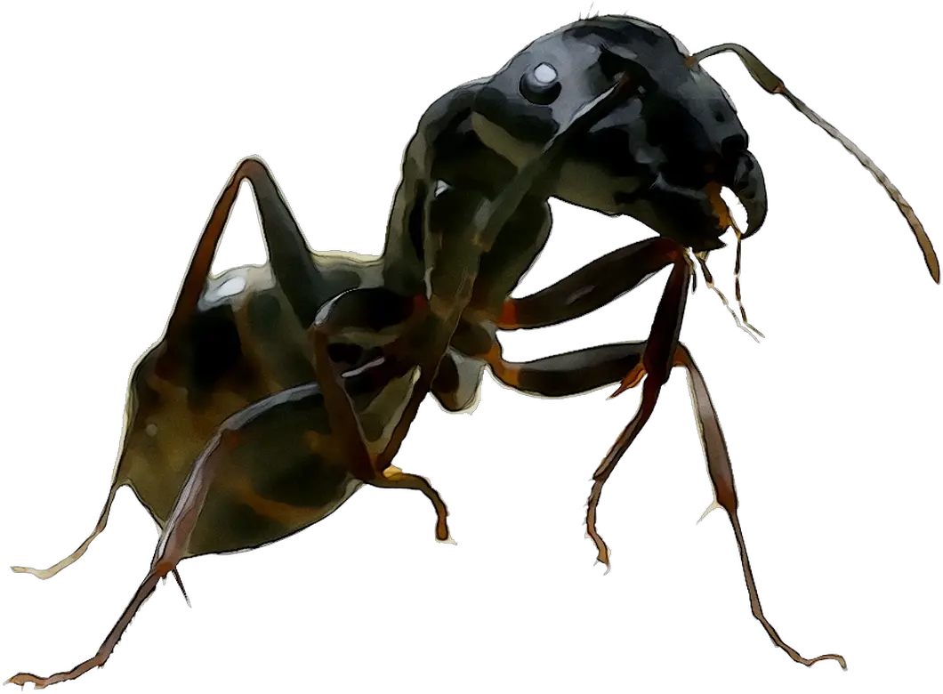  Download And United Termites Wasp Ants States Of Clipart Png Ant Ants Png