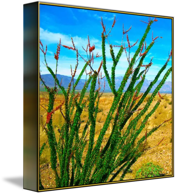  Ocotillo Desert Plant Aquarium Decor Png Desert Plant Png
