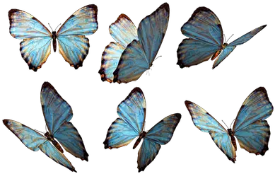  Butterflies Transparent Png Images Stickpng Butterfly Png Butterflies Png