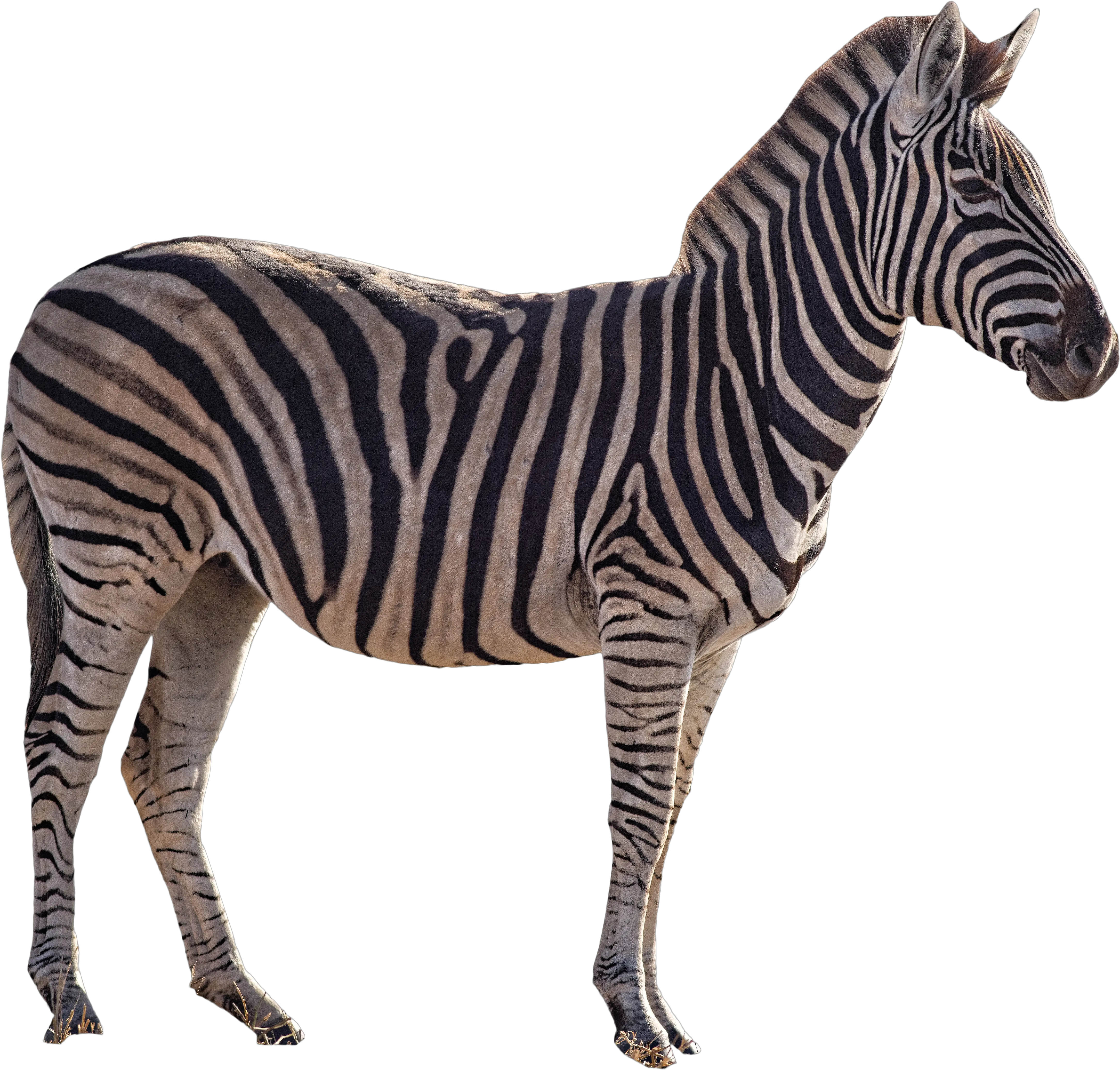  Download Zebra Png Image For Free Logo