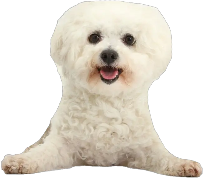  White Poodle Png Clipart Bichon Frise Png Poodle Png