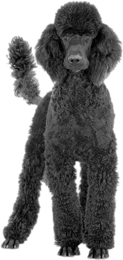  Black Poodle Transparent Png Black Poodle Png Poodle Png