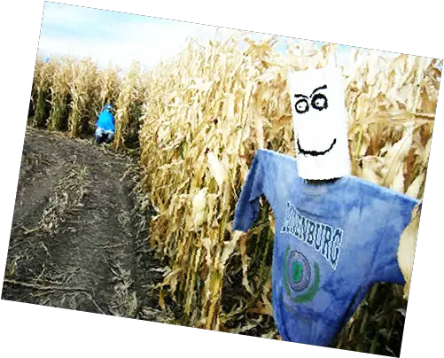  Little Bear Bottoms Corn Maze Spooky Barn Ride Field Png Corn Field Png