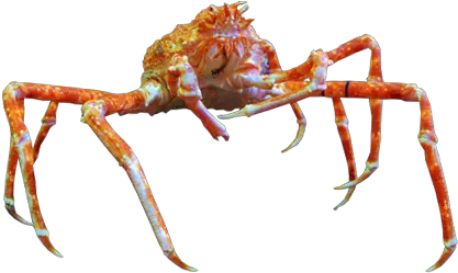  Crab Spider Png 4 Image Insect Spider Png