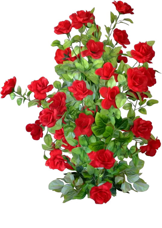  Petal Rose Roses Shrub Garden Png Image Red Rose Bush Png Garden Png