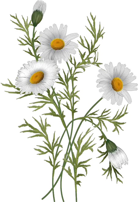  Daisies Daisy Flowers Png Daisy Png