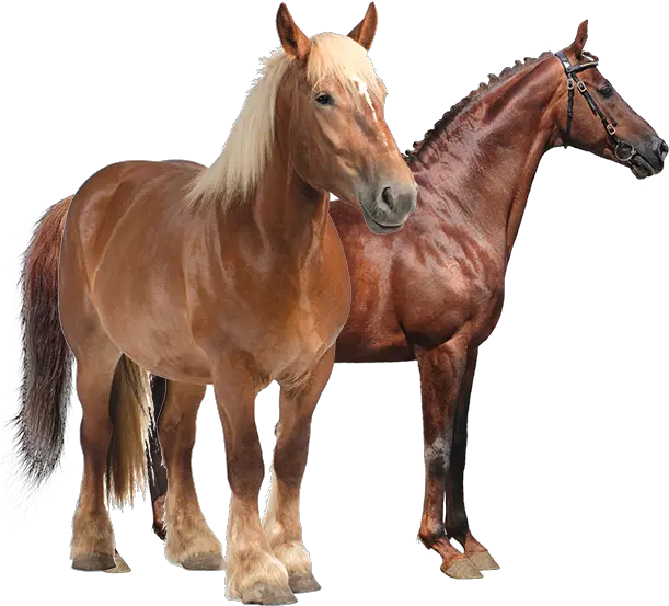  Ocean Harvest Technology Cheval De Trait Png Horse Transparent Png