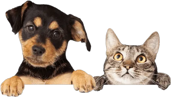  Sheabel Veterinary Hospital Animal Vet Stock Png Dog And Cat Png