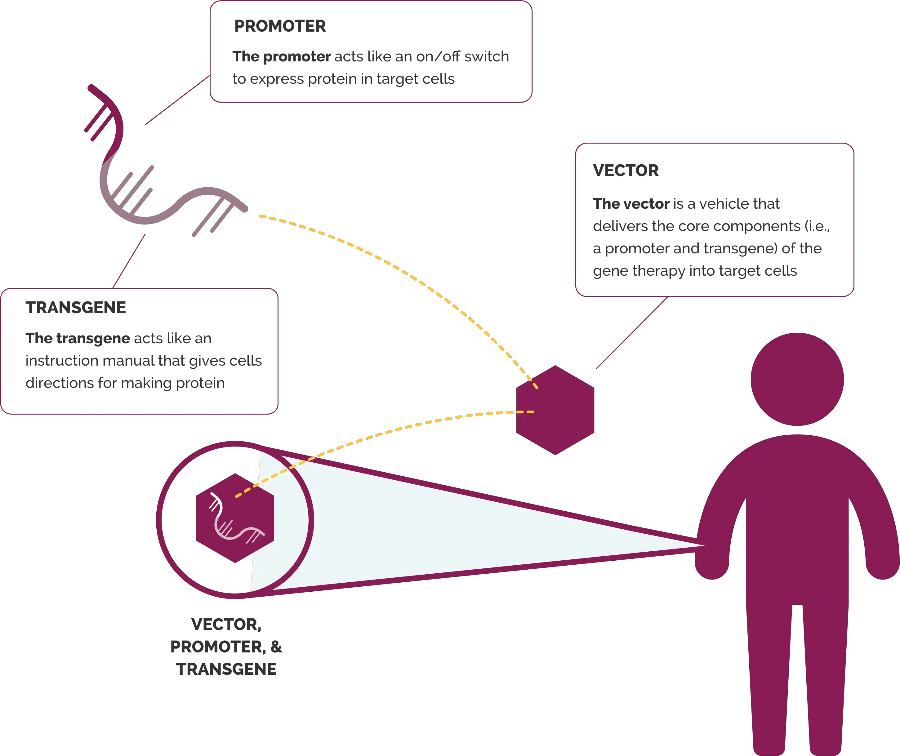  Investigational Approaches Targeting Dystrophin Production Sharing Png Gene Therapy Icon