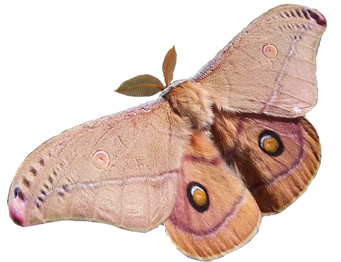  Polyphemus Moth Transparent Bkgrnd Emperor Gum Moth Png Moth Transparent Background