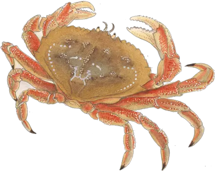  Crab Png Transparent Images Sea Food Images Crab Crab Transparent Background