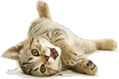  Funny Cat Png 1 Image Funny Cat Transparent Png Funny Cat Png