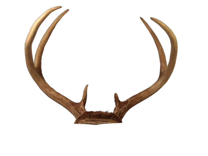  Download Free Png Deer Head Photos Dlpngcom Antler Png Deer Head Png