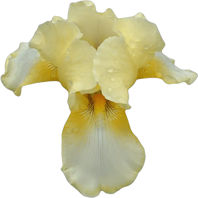  White Yellow Orchid Transparent Png Stickpng Orquidea Amarilla Png Orchid Png