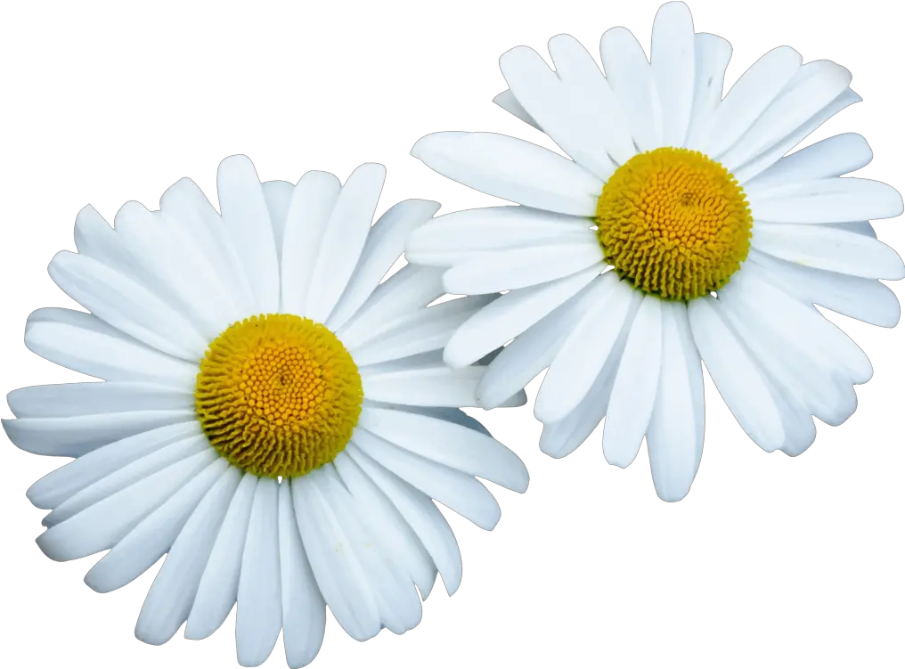  Download Hd Common Daisy Computer Icons Lovely Png Daisy Icon