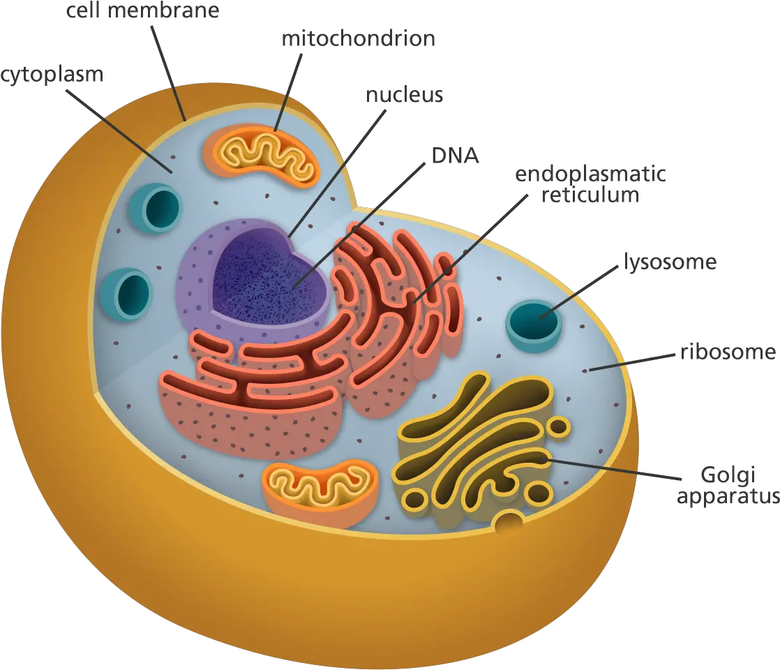  All Of My Organelles Including The Inside Of An Animal Cell Png Mitochondria Png