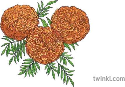  Marigold Flowers Day Of The Dead Plant Mexico Mps Ks2 Illustration Png Dead Flowers Png