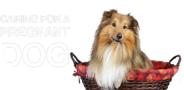  How To Care For A Pregnant Dog U2013 Trupanion Pet Rough Collie Png Dog Transparent