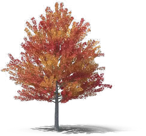  Fall Tree Png Free Download Mart Fall Trees Png Free Tree Png