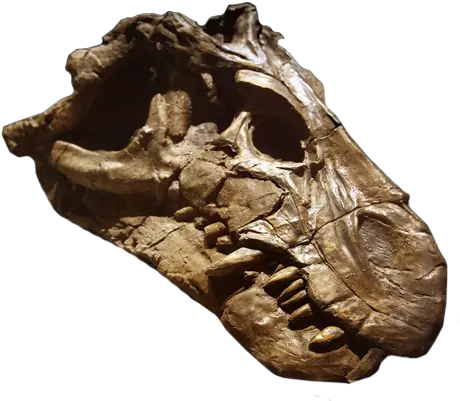  National Museumskull U2013 National Museum Anthropologist Png Dinosaur Skull Png