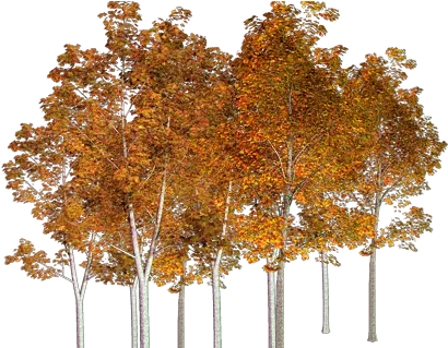  Autumn Trees Png 4 Image Autumn Tree Birch Transparent Orange Tree Png