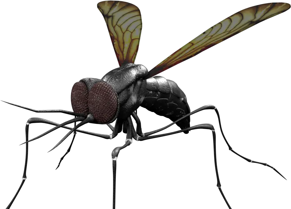  3d Mosquito Concept Design Ucm Creations Insects Png Mosquito Png