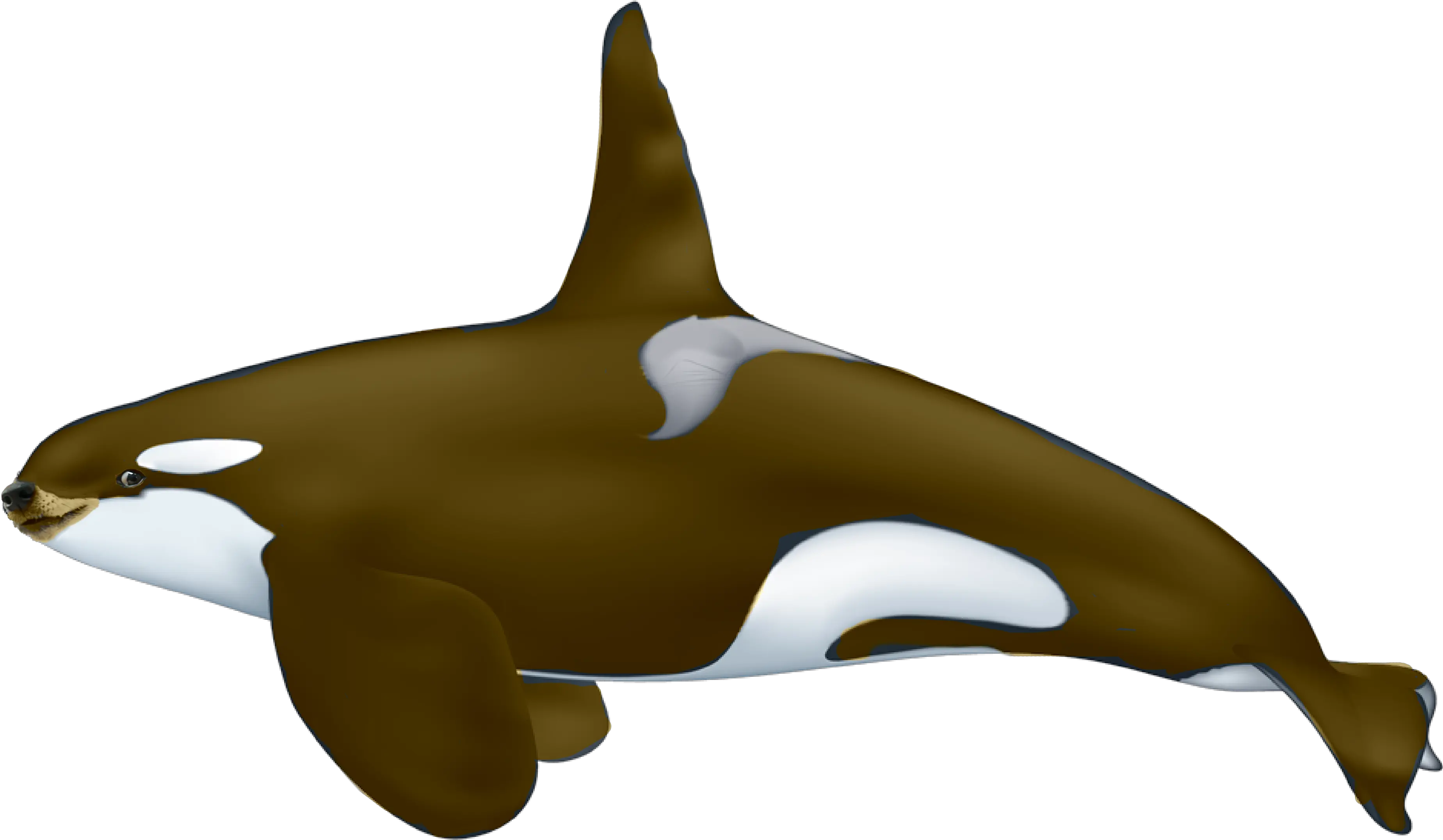  Dogelore Male And Female Orca Png Whale Png