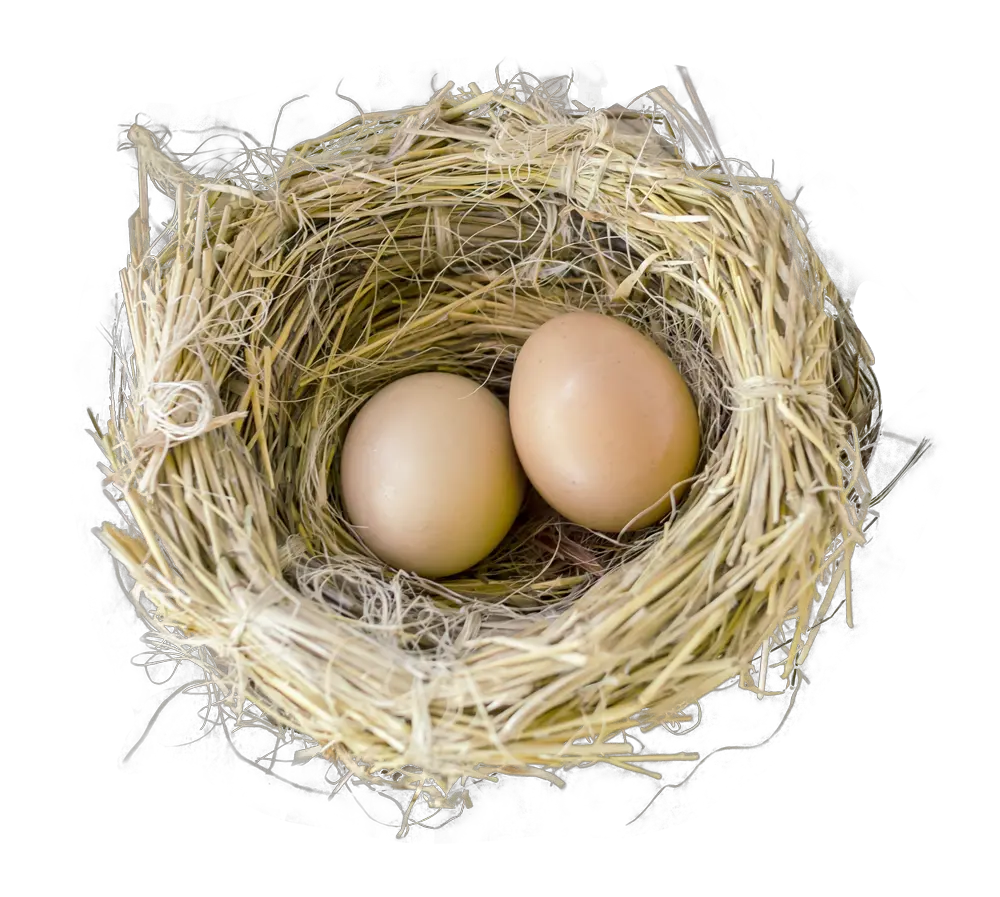  Bird Nest Png Image Nest Png Nest Png