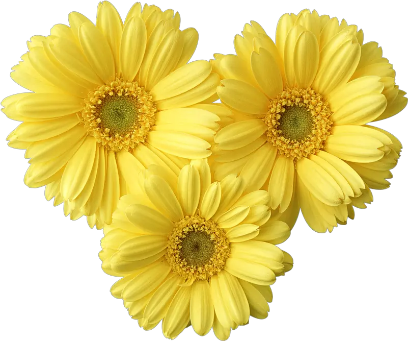  Yellow Daisy Transparent Png Clipart Yellow Daisies Png Daisy Png